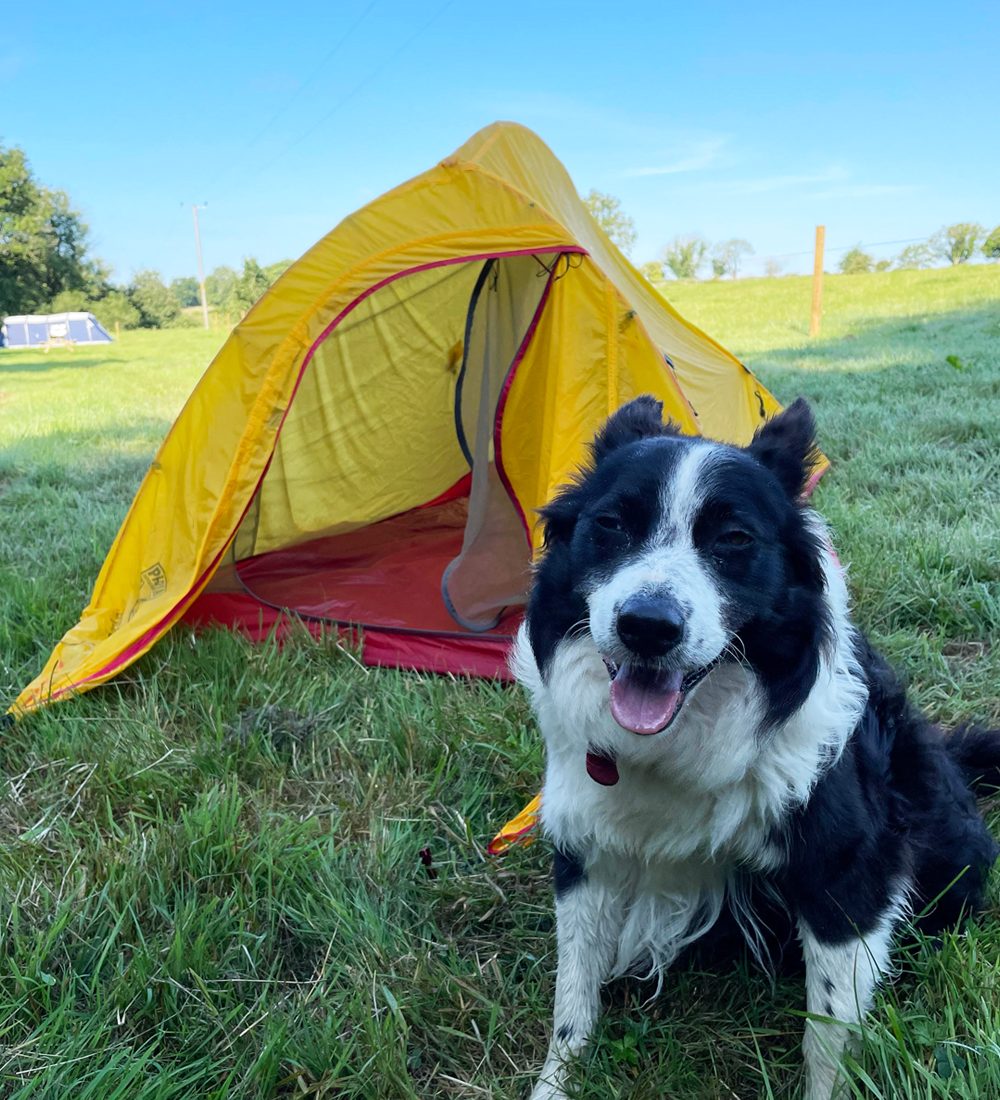 Friendly dog in front of a tent at Coombe Crag campsite
